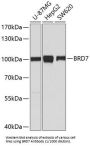 Bromodomain-Containing Protein 7 (BRD7) Antibody