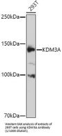 Lysine-Specific Demethylase 3A (KDM3A) Antibody