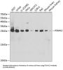 Proteasome Subunit Alpha Type 2 (PSMA2) Antibody