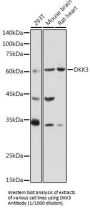 Dickkopf-Related Protein 3 (DKK3) Antibody