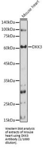 Dickkopf-Related Protein 3 (DKK3) Antibody