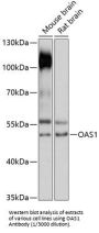 2'-5'-Oligoadenylate Synthetase 1 (OAS1) Antibody