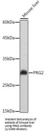 Bone Marrow Proteoglycan (PRG2) Antibody