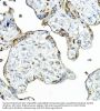 Bone Marrow Proteoglycan (PRG2) Antibody