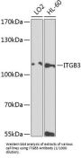 Integrin Beta III / CD61 (ITGB3) Antibody