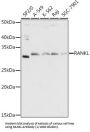 Tumor Necrosis Factor Ligand Superfamily Member 11 / RANKL (TNFSF11) Antibody