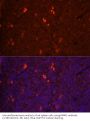 Tumor Necrosis Factor Ligand Superfamily Member 11 / RANKL (TNFSF11) Antibody