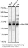 High Mobility Group Protein B1 (HMGB1) Antibody