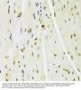 High Mobility Group Protein B1 (HMGB1) Antibody