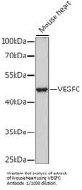 Vascular Endothelial Growth Factor C (VEGFC) Antibody