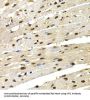 Interferon Regulatory Factor 2 (IRF2) Antibody