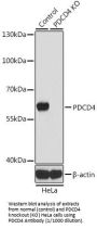 Programmed Cell Death Protein 4 (PDCD4) Antibody