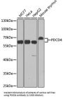 Programmed Cell Death Protein 4 (PDCD4) Antibody