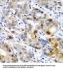 Small Ubiquitin Related Modifier Protein 2 (SUMO2) Antibody