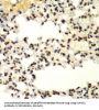 Small Ubiquitin Related Modifier Protein 2 (SUMO2) Antibody