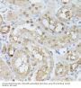 Triosephosphate Isomerase (TPI1) Antibody