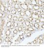 Triosephosphate Isomerase (TPI1) Antibody