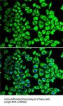 Succinate Dehydrogenase Complex Subunit A (SDHA) Antibody