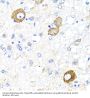 Neuregulin 4 (NRG4) Antibody