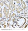 Neuregulin 4 (NRG4) Antibody