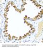 Neuregulin 4 (NRG4) Antibody