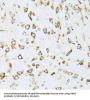 Neuregulin 4 (NRG4) Antibody