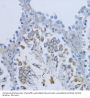 Neuregulin 4 (NRG4) Antibody
