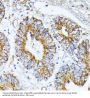 Heat Shock Protein 75 kDa , Mitochondrial (TRAP1) Antibody