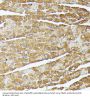 Heat Shock Protein 75 kDa , Mitochondrial (TRAP1) Antibody
