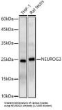 Neurogenin 3 (NEUROG3) Antibody