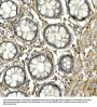 Neurogenin 3 (NEUROG3) Antibody