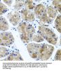 Cadherin Related 23 (CDH23) Antibody