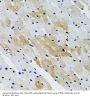 Protein Tyrosine Phosphatase, Non Receptor Type 11 (PTPN11) Antibody