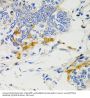 Protein Tyrosine Phosphatase, Non Receptor Type 11 (PTPN11) Antibody