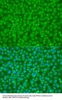 Protein Tyrosine Phosphatase, Non Receptor Type 11 (PTPN11) Antibody