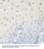 Transitional Endoplasmic Reticulum ATPase (VCP) Antibody