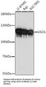 USO1 Vesicle Transport Factor (USO1) Antibody
