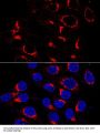 USO1 Vesicle Transport Factor (USO1) Antibody