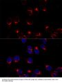 USO1 Vesicle Transport Factor (USO1) Antibody