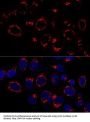 USO1 Vesicle Transport Factor (USO1) Antibody