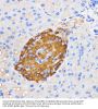 Islet Amyloid Polypeptide (IAPP) Antibody