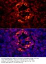 Islet Amyloid Polypeptide (IAPP) Antibody