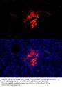 Islet Amyloid Polypeptide (IAPP) Antibody