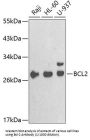 Apoptosis Regulator Bcl-2 (BCL2) Antibody