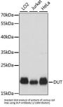 Deoxyuridine Triphosphatase (DUT) Antibody