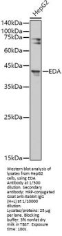 Ectodysplasin-A (EDA) Antibody