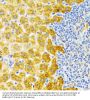 Ectodysplasin-A (EDA) Antibody