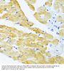 Ectodysplasin-A (EDA) Antibody
