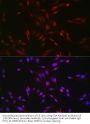 Ectodysplasin-A (EDA) Antibody