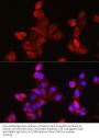 Ectodysplasin-A (EDA) Antibody